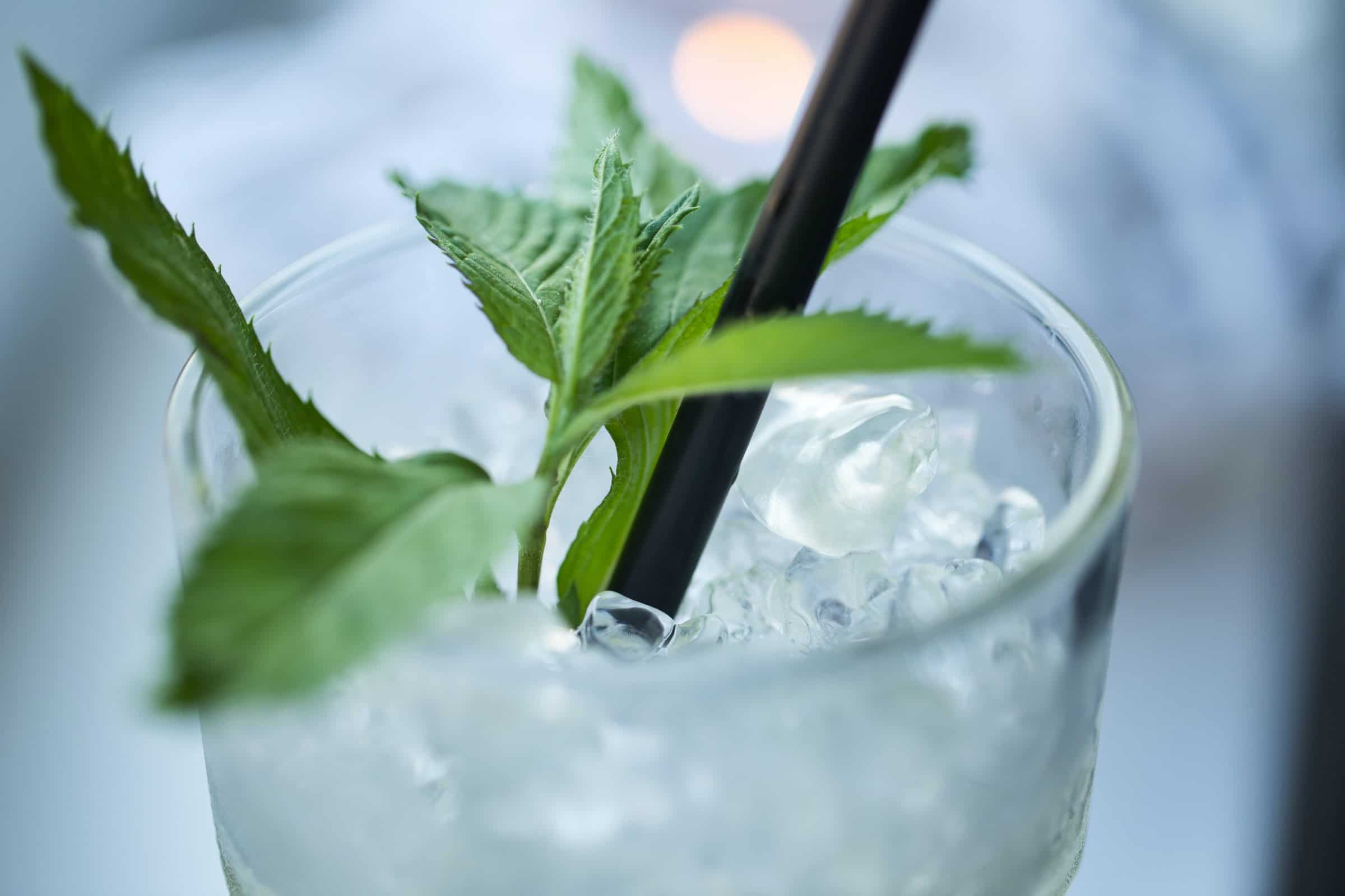 A Collins glass with ice and a mint sprig garnish