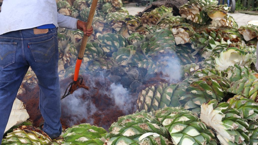 A farmer shows works agave plant as part of the Mezcal production process